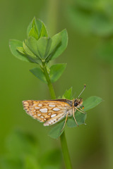 Carterocephalus mandan