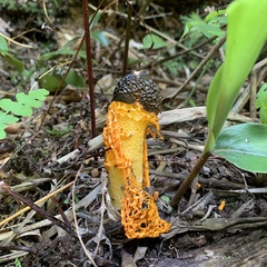 Phallus luteus