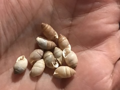 Euchondrus septemdentatus