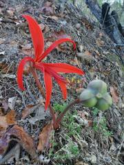 Sprekelia formosissima