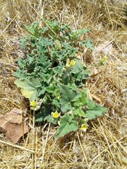 Ecballium elaterium