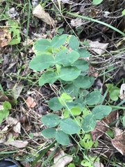 Lathyrus ochroleucus