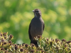 Cercotrichas coryphoeus coryphoeus