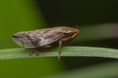 Clovia