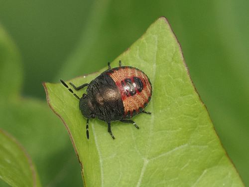 Vernal Shield Bug photo 6