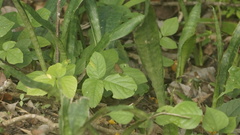 Hermeuptychia canthe