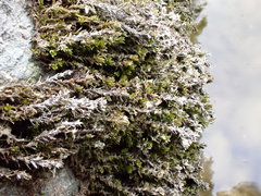 Cinclidotus riparius