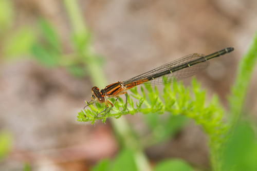 Eastern Forktail, photo 8 of 9