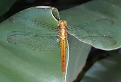 Orthetrum testaceum