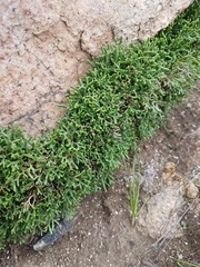 Selaginella sanguinolenta