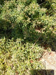 Angiospermae