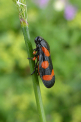 Cercopis intermedia
