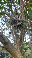 Tillandsia recurvata image