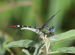 Erpetogomphus eutainia