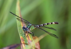 Erpetogomphus eutainia