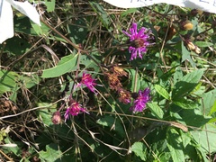Vernonia glauca