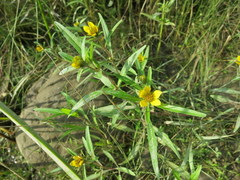 Bidens hyperborea