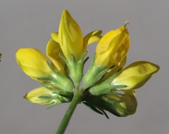 Lotus stepposus