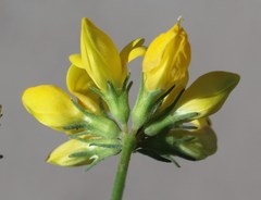Lotus stepposus