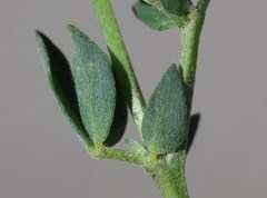 Lotus stepposus