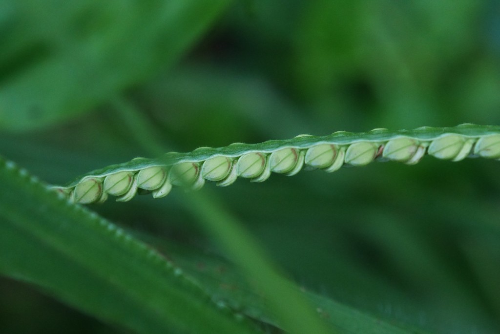 Paspalum thunbergii