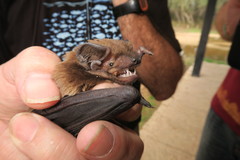 Nyctalus lasiopterus