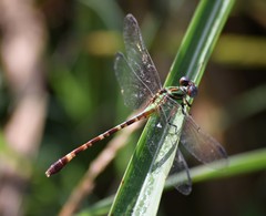 Erpetogomphus eutainia