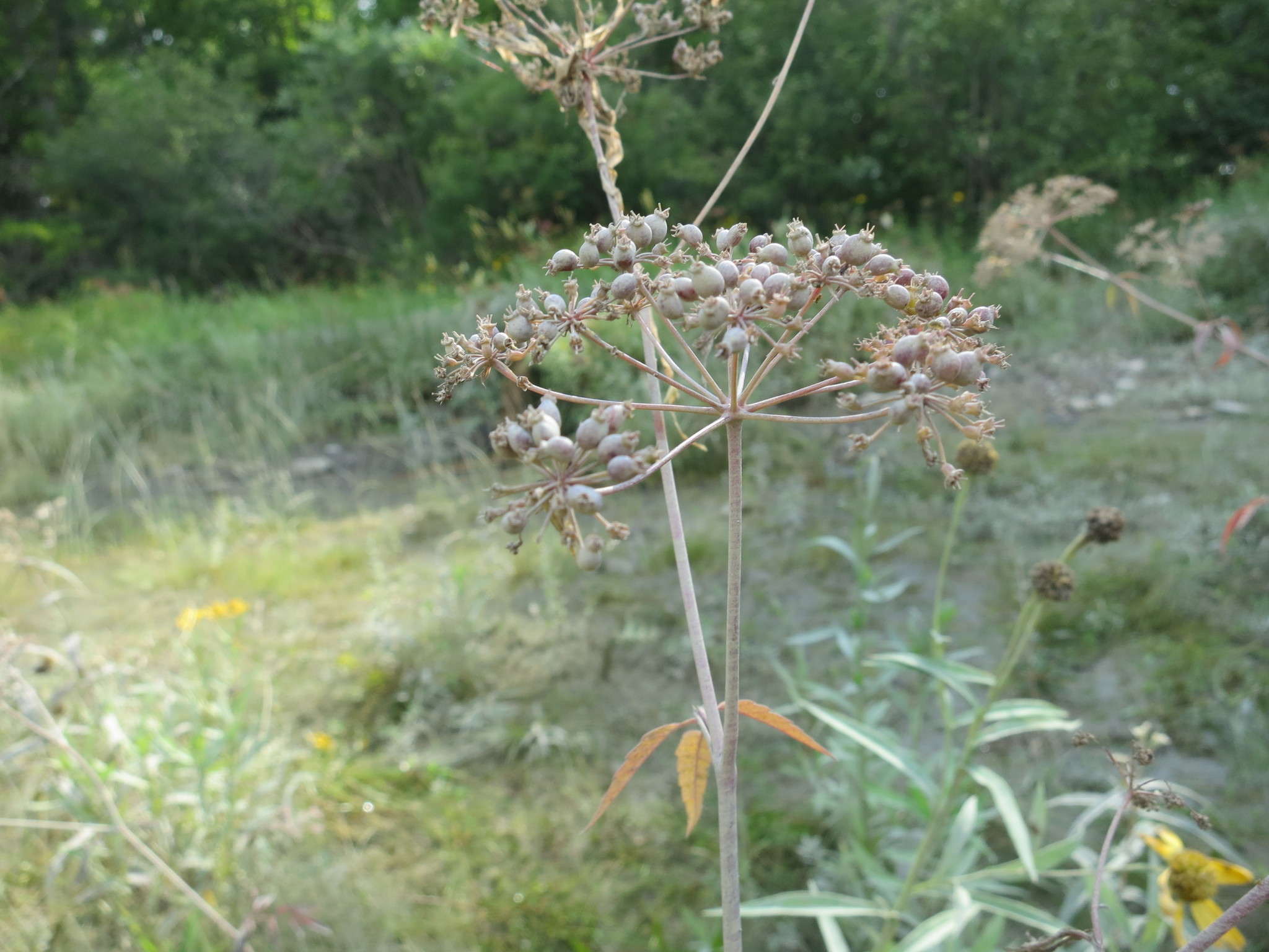 Cicuta maculata var. victorinii