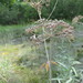 Victorin's Water-Hemlock - Photo (c) Michael John Oldham, some rights reserved (CC BY-NC), uploaded by Michael John Oldham