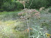 Cicuta maculata victorinii - Photo (c) Michael John Oldham, algunos derechos reservados (CC BY-NC), subido por Michael John Oldham