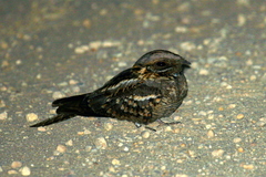 Caprimulgus ruficollis