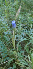 Gentianopsis victorinii