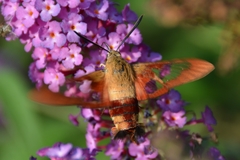 Hemaris thysbe