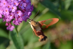 Hemaris thysbe