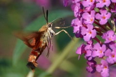 Hemaris thysbe