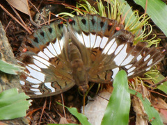 Euthalia adonia pinwilli