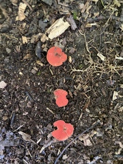 Sarcoscypha occidentalis