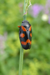 Cercopis intermedia