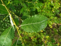 Salix caprea
