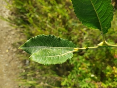 Salix caprea