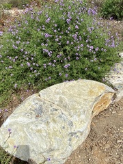Glandularia lilacina