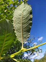 Salix caprea