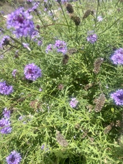 Glandularia lilacina