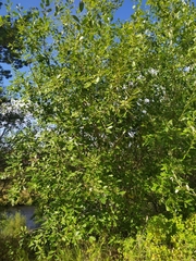 Salix caprea