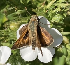 Atalopedes campestris