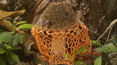 Phallus haitangensis