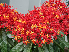Ixora lobbii