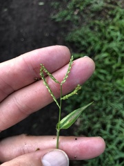 Urochloa reptans