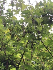 Phytolacca americana