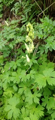 Aconitum umbrosum